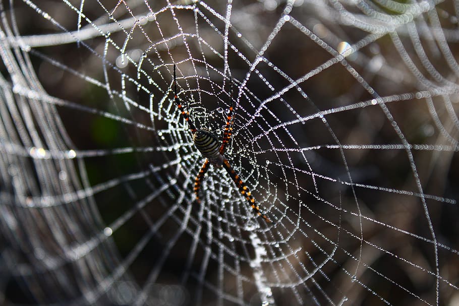 spider, spider web, network, dew, dew drops, dew drops on the web HD wallpaper