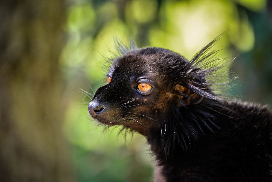 lemur, animal, animal themes, one animal, animal wildlife, mammal HD wallpaper