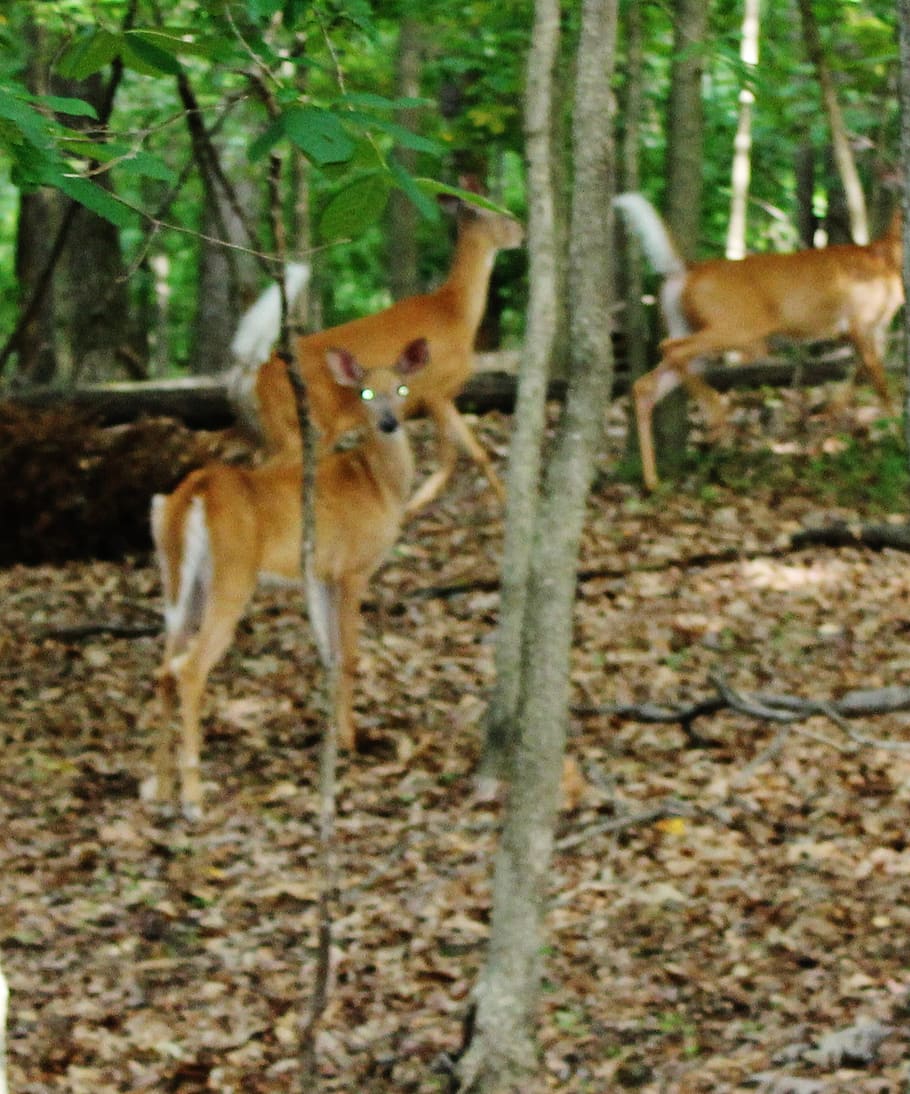 whitetail deer, forest, animals, animal themes, mammal, land HD wallpaper
