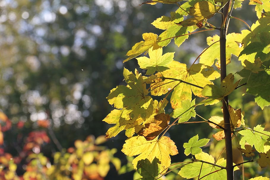 leaves, maple, fall, colorful, season, tree, plant, plant part HD wallpaper
