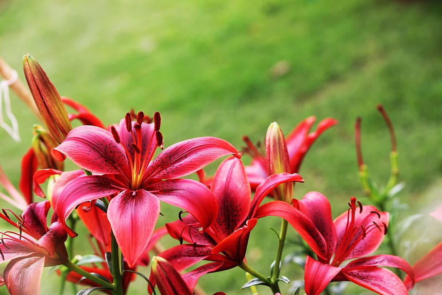 red flower, nature, beautiful, beauty in nature, flowering plant HD wallpaper