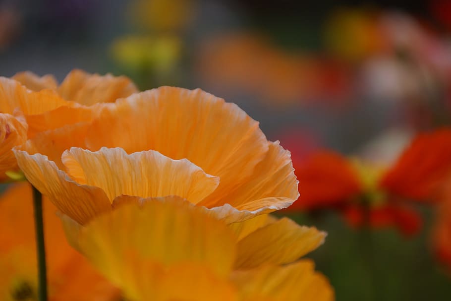 orange, poppy, flower, flowering plant, beauty in nature, vulnerability HD wallpaper