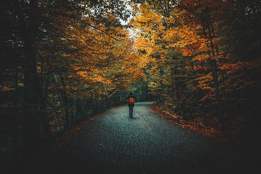 Man Walking on Road With Orange Bag Surrounded by Trees, color HD wallpaper