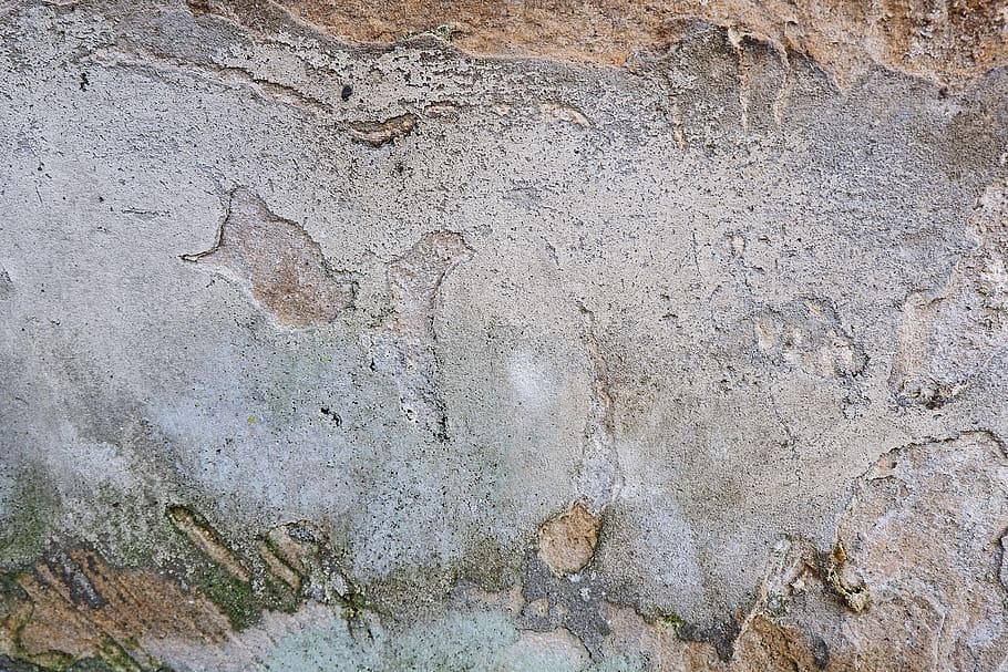 concrete, wall, flagstone, ground, soil, animal, bird, plant HD wallpaper