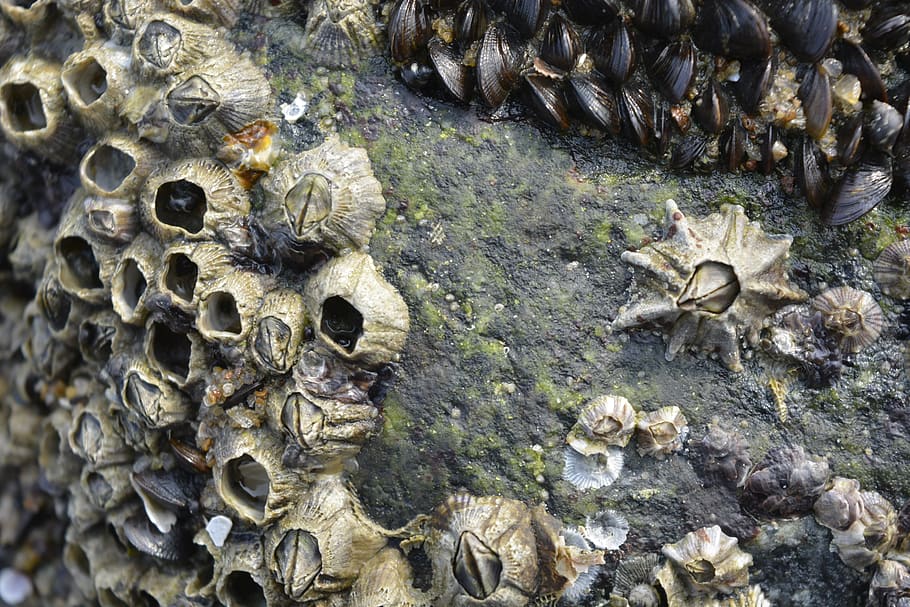 seashell, seashore, stone, nature, desktop, pattern, closeup HD wallpaper