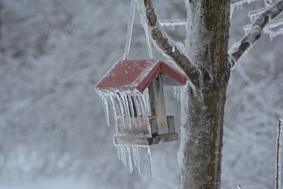 canada, whitney, power outage, ice, whitney nb, ice storm, bird feeder, HD wallpaper
