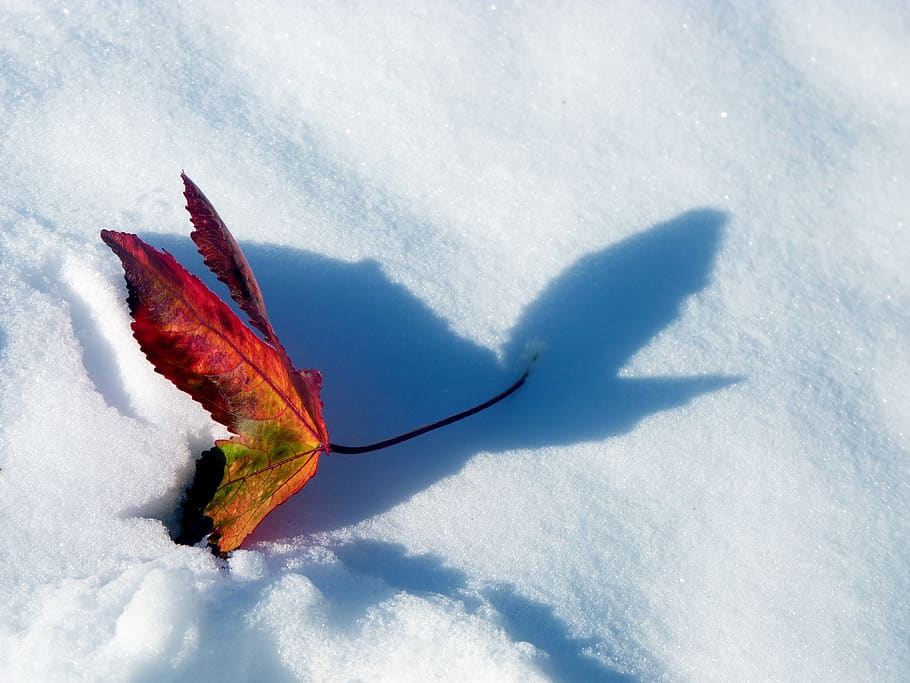 snow, red, maple leaf, shadow, nature, no people, cold temperature HD wallpaper