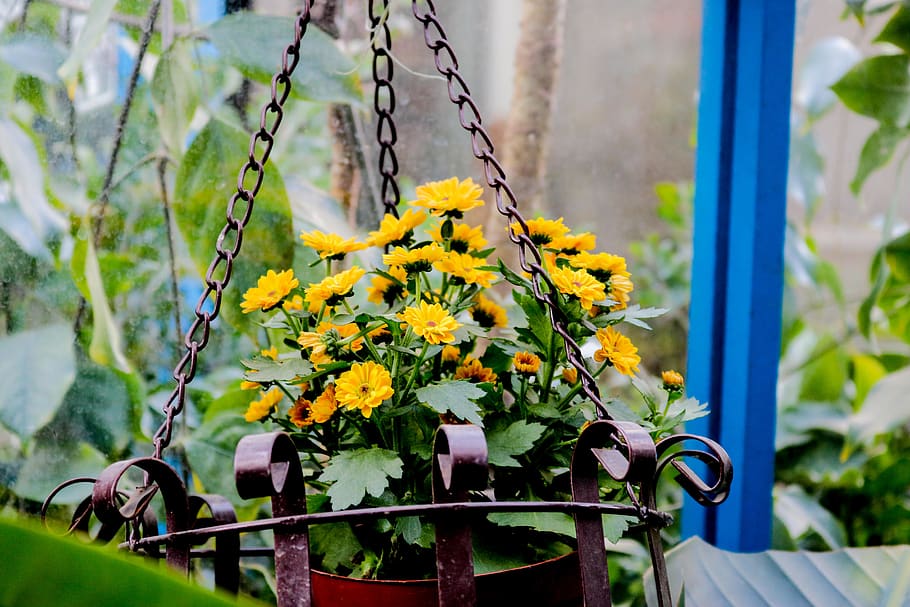 plant, flowering plant, yellow, freshness, beauty in nature HD wallpaper