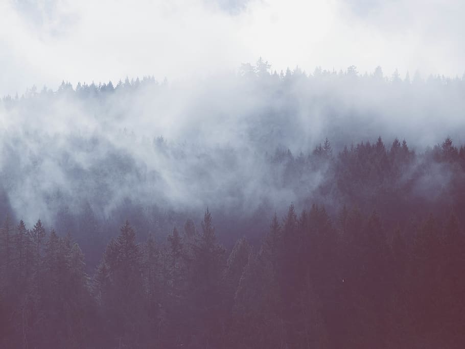 forest mists, tree, fog, plant, beauty in nature, tranquility HD wallpaper