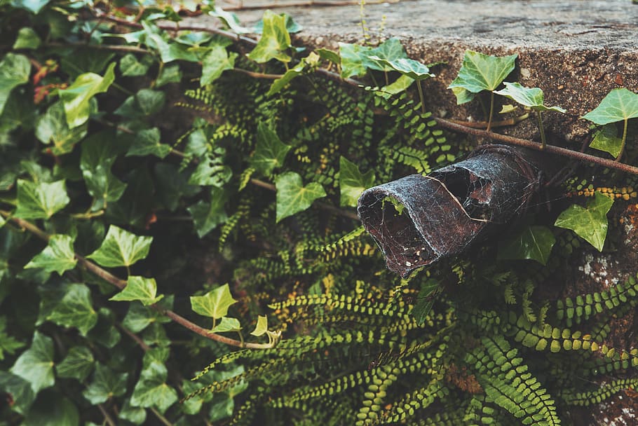 foliage, nature, leaves, pipe, rusty, trorn, spiderwebs, leaf HD wallpaper