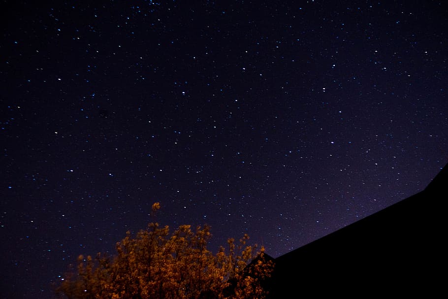 tree under stars at night, astronomy, universe, space, starry sky HD wallpaper