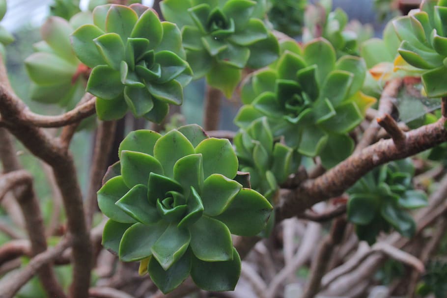 green, succulent, aoenium, plant, branches, nature, growth HD wallpaper
