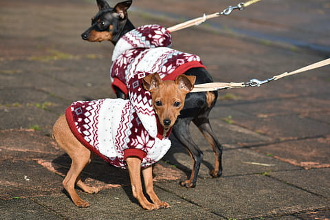 Miniature pinscher dog clothes sale