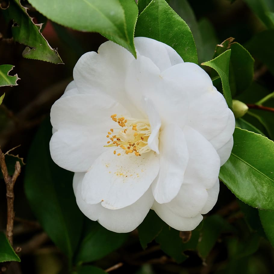 flower, white, camellia, spring, pure, flowering plant, beauty in nature, HD wallpaper