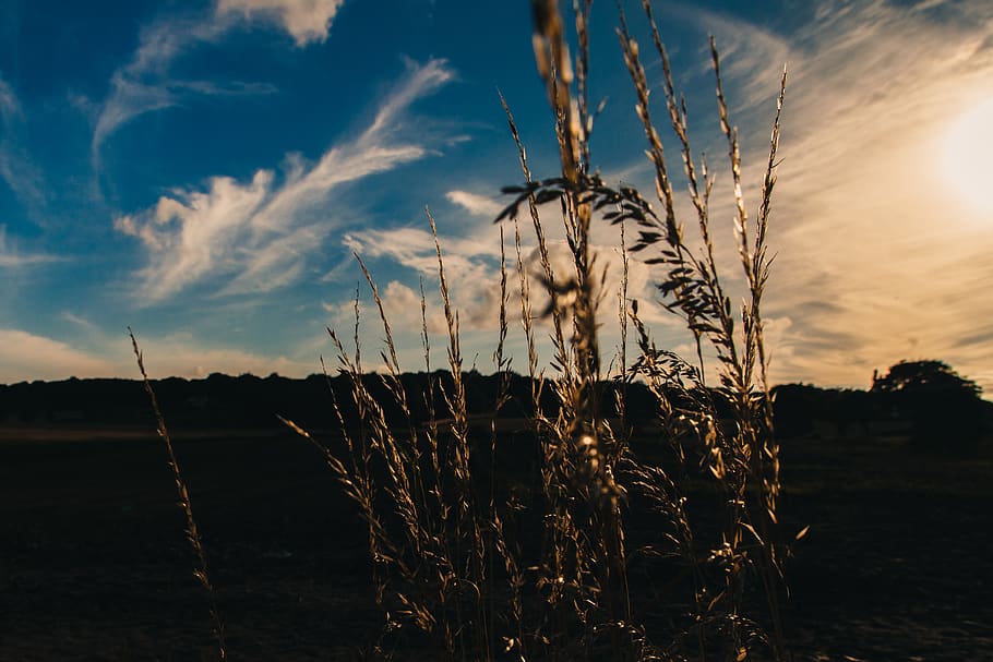field, sunset, sky, clouds, plants, cloud - sky, growth, nature HD wallpaper