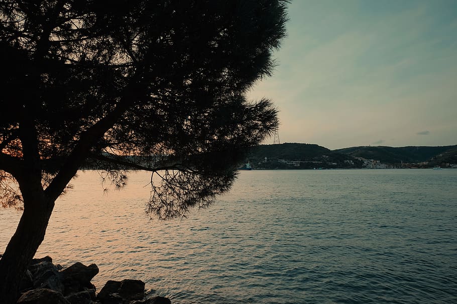 tree, trees, sea, seaside, wallpaper, city, summer, hd wallpaper HD wallpaper