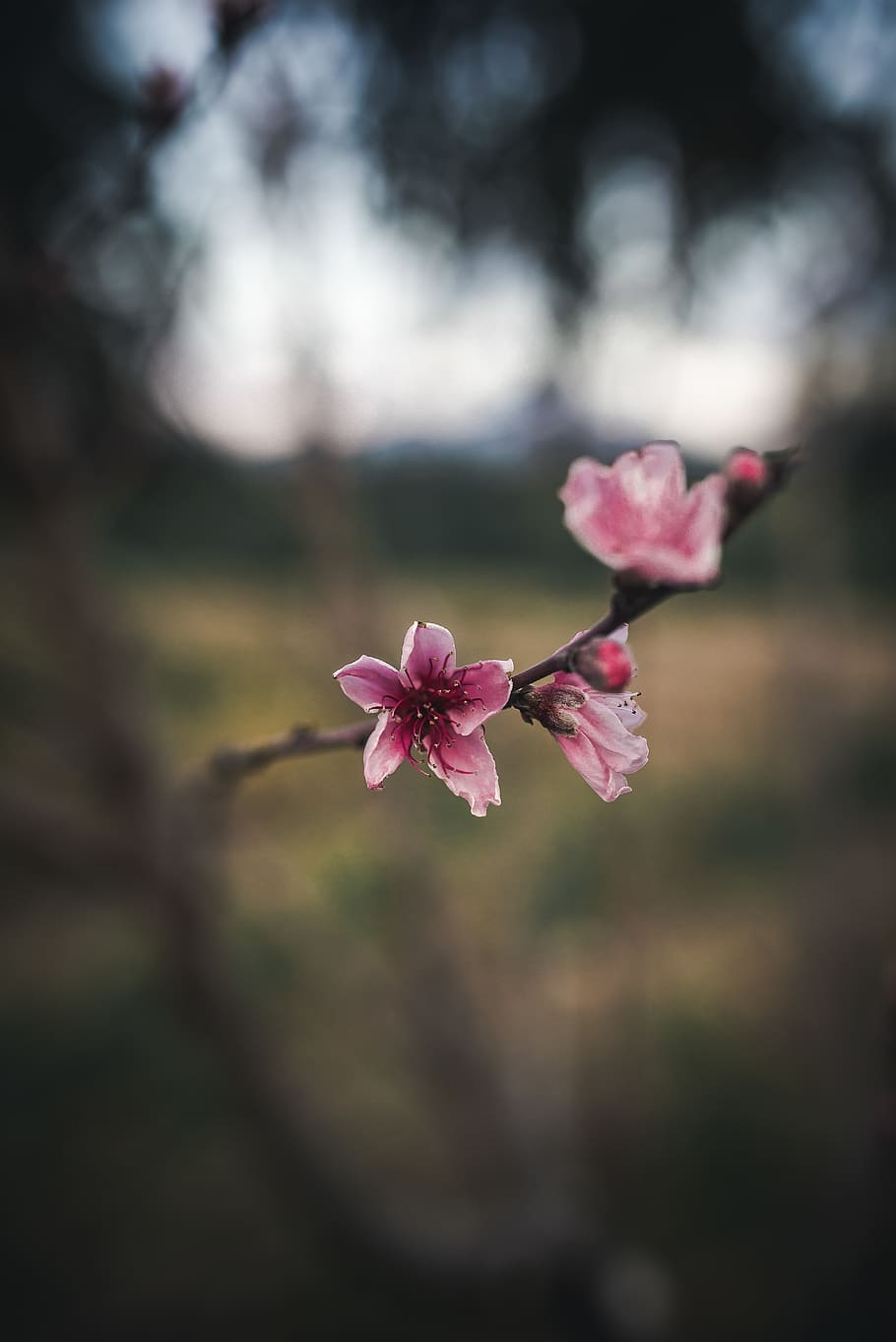 flower, tree, wallpaper, seed, forest, walk, through, company HD wallpaper