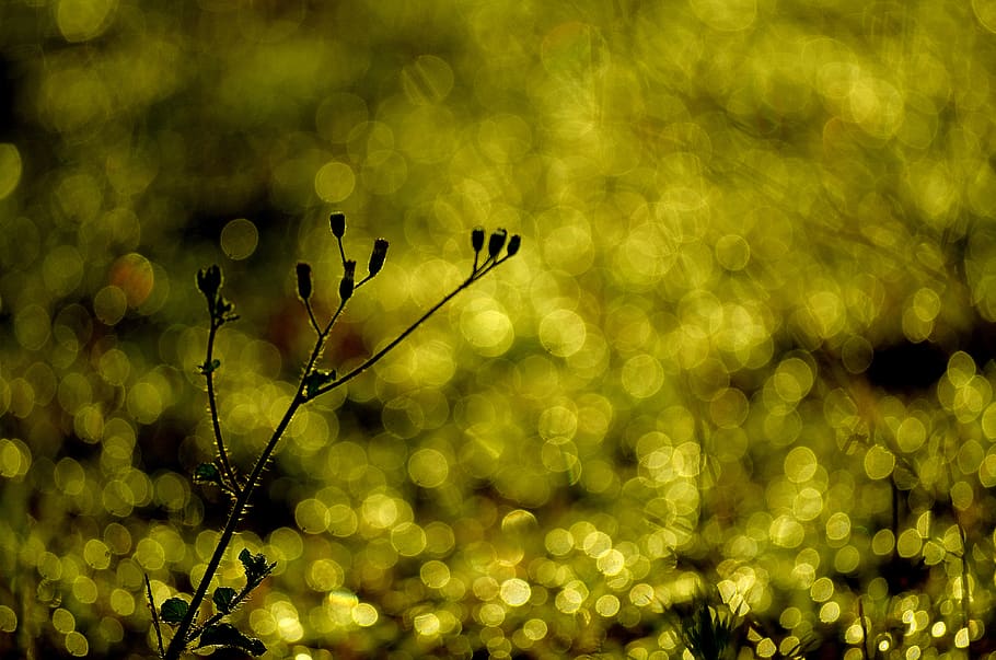 grass, bokeh, dawn, plant, no people, beauty in nature, growth HD wallpaper