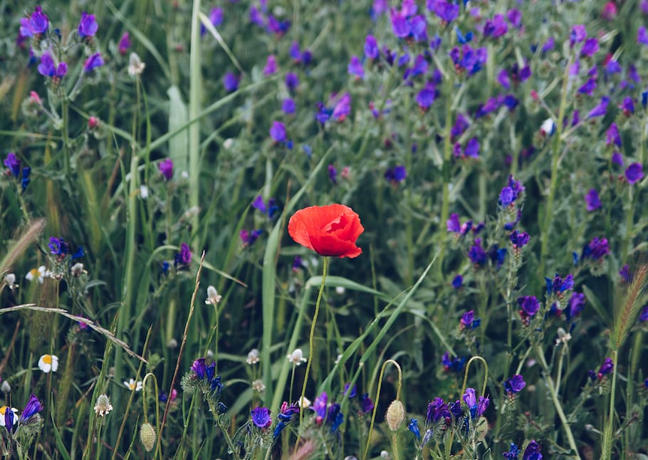 red flower plant, flowering plant, growth, freshness, beauty in nature HD wallpaper