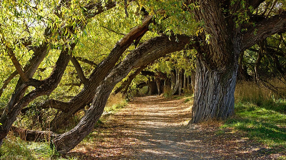 green-leafed trees, plant, tranquility, land, beauty in nature HD wallpaper
