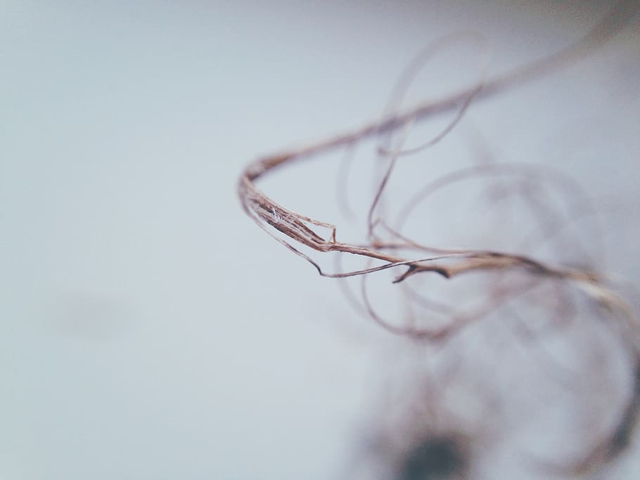 westerbork, bokeh, minimal, minimalistic, macro, clean, simple HD wallpaper