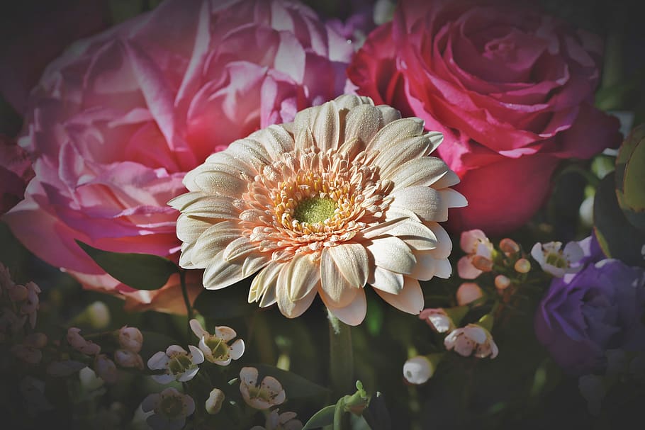 gerbera, blossom, bloom, salmon, petals, pink, flower, plant HD wallpaper
