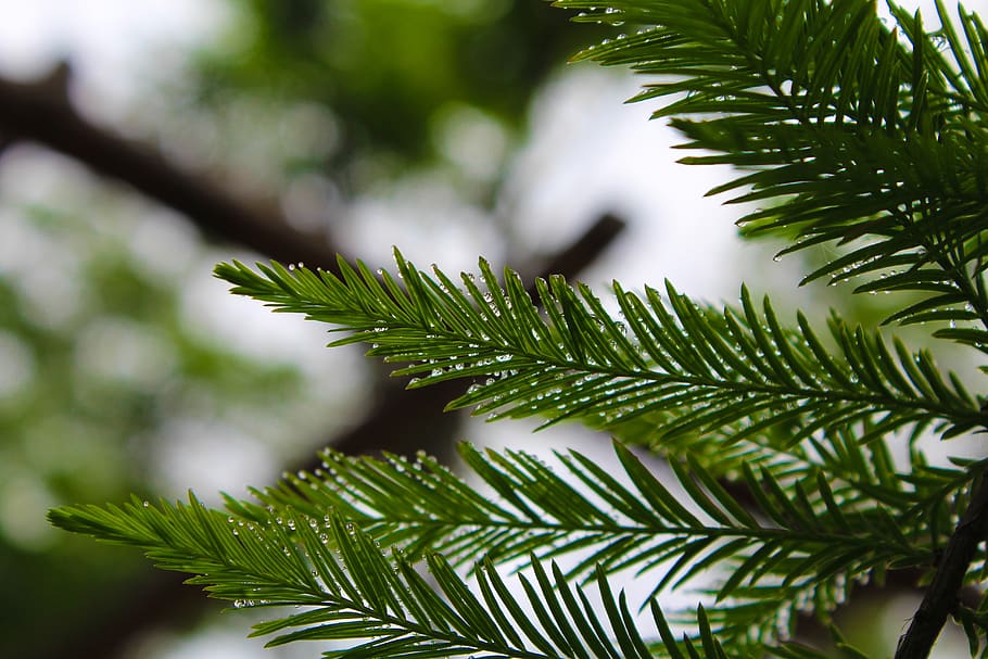 pine tree, rain, branch, green plants, green color, leaf, plant part HD wallpaper