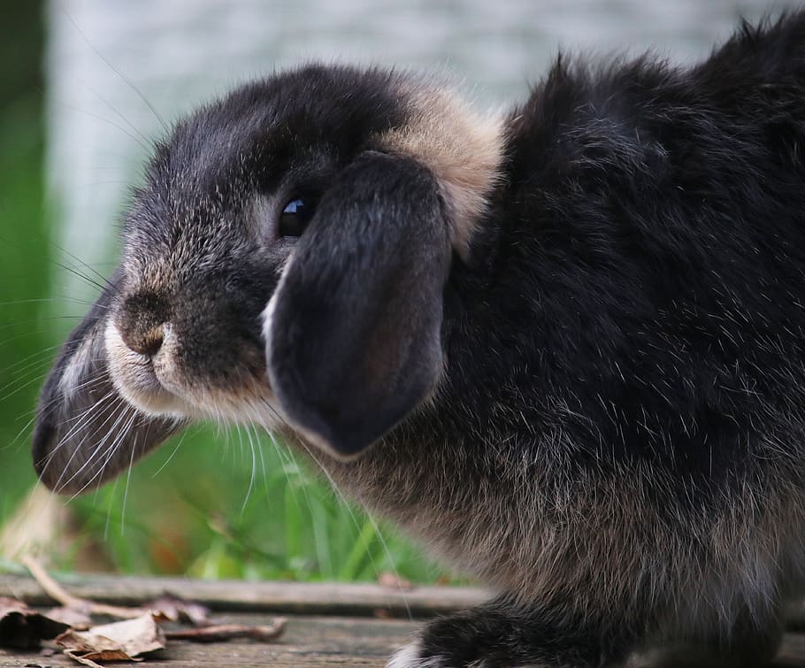 rabbit, bunny, garden, cute, animal, little, young, ears, easter HD wallpaper