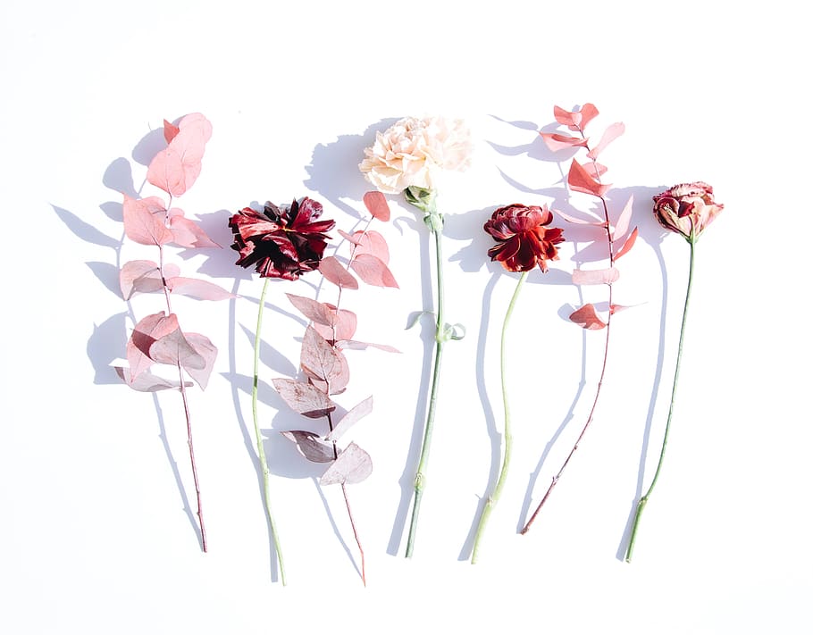 pink-petaled flowers, table, flat lay, leaf, leaves, red, shadow HD wallpaper