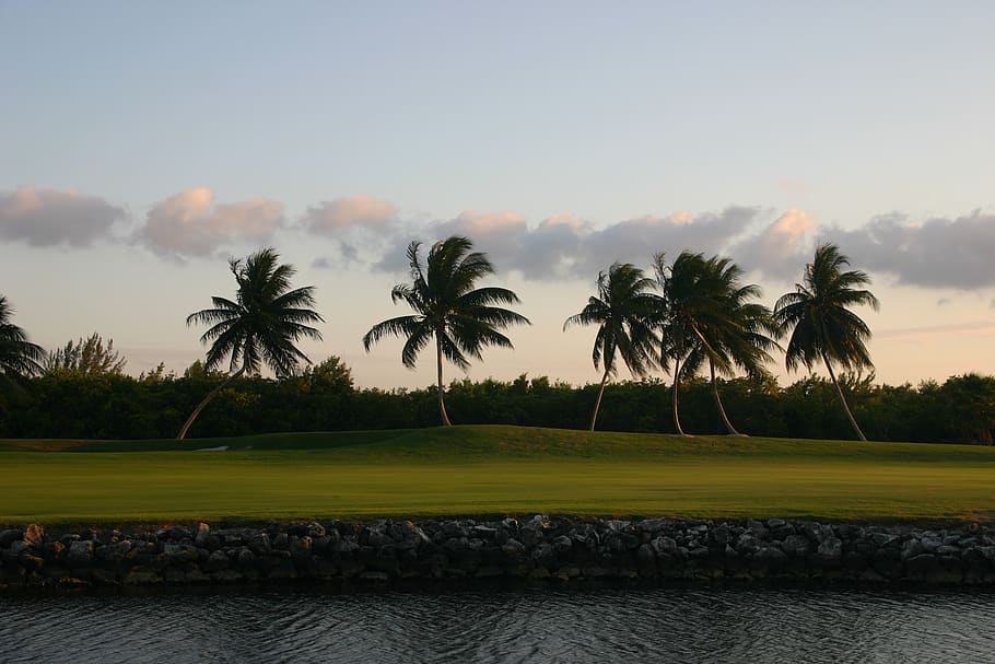 trees, sunset, cayman islands, golf, plant, palm tree, sky HD wallpaper