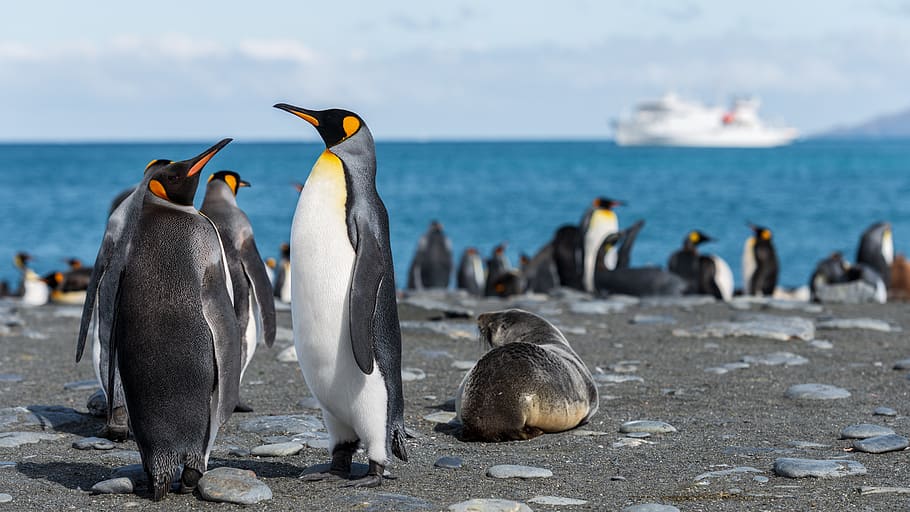 penguins in seashore, animal, bird, king penguin, vehicle, transportation, HD wallpaper