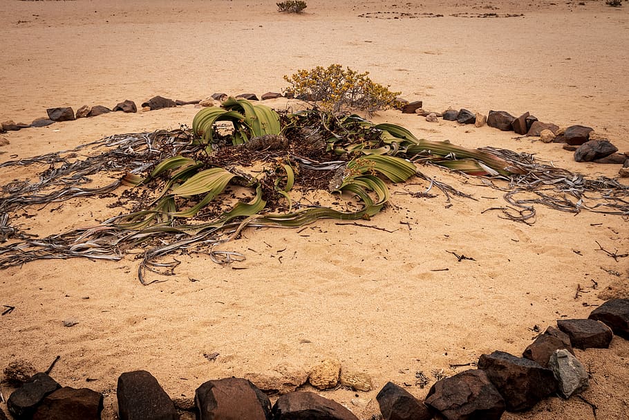 ground, soil, nature, sand, outdoors, animal, snake, reptile HD wallpaper