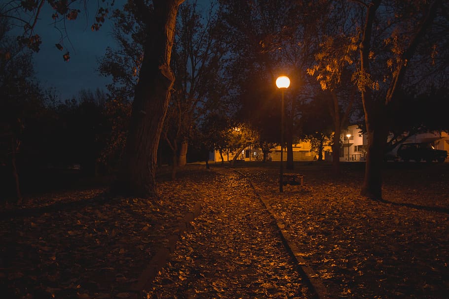 portugal, evora, forest, leaf, leaves, light, trees, sky, night. HD wallpaper