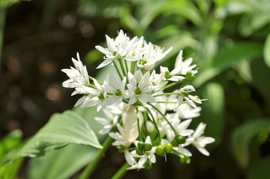 flower, white, nature, spring, close, bloom, plant, flowering plant HD wallpaper