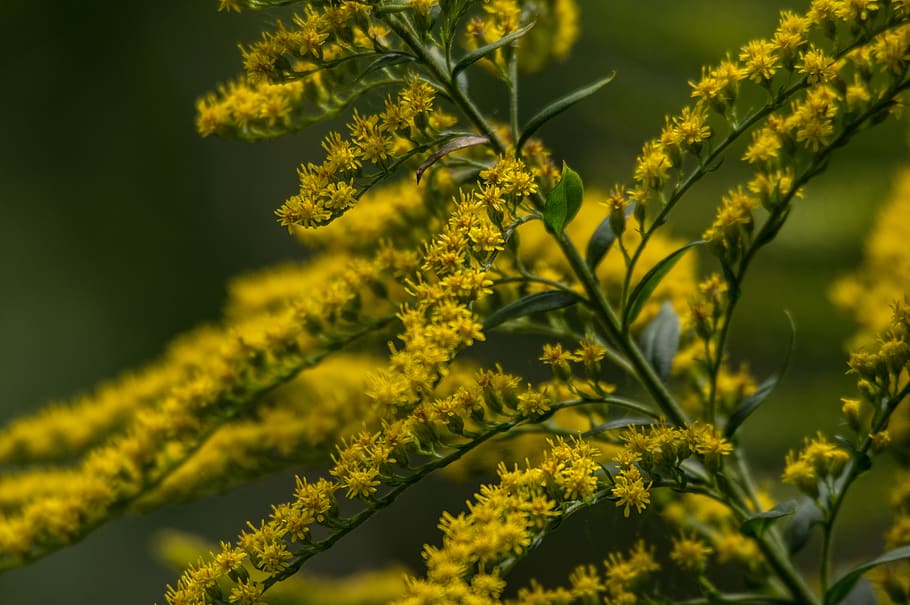 flowers, branch, broom, spring, nature, bloom, plant, petals HD wallpaper