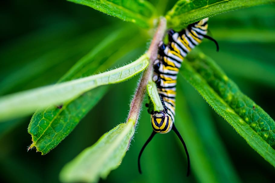 caterpillar, monarch, larva, insect, milkweed, bug, animal themes HD wallpaper