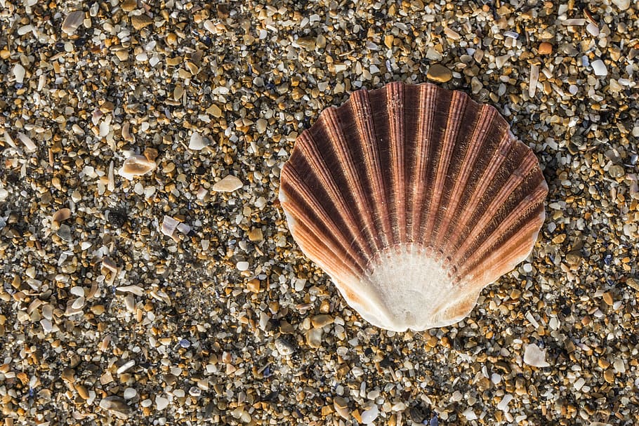 sandy, seashore, seashell, nature, land, solid, animal, pattern HD wallpaper