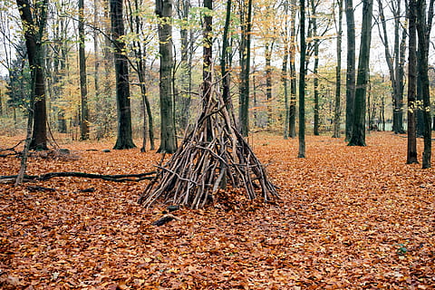 Teepee shelter, autumn, branches, camp, cot, foliage, forest HD wallpaper