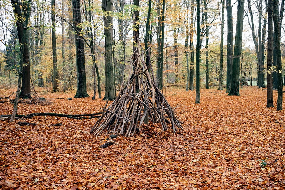 Teepee shelter, autumn, branches, camp, cot, foliage, forest HD wallpaper