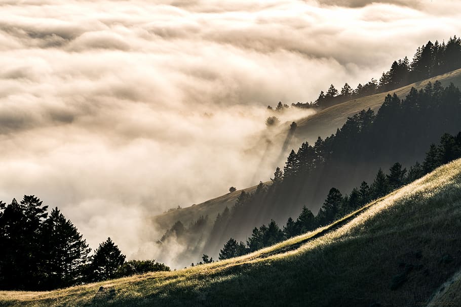 forest coated with fog, beauty in nature, scenics - nature, cloud - sky HD wallpaper
