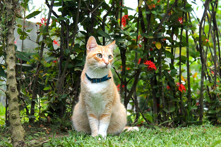 cat, plants, green, nature, pet, cute, feline, kitty, kitten HD wallpaper