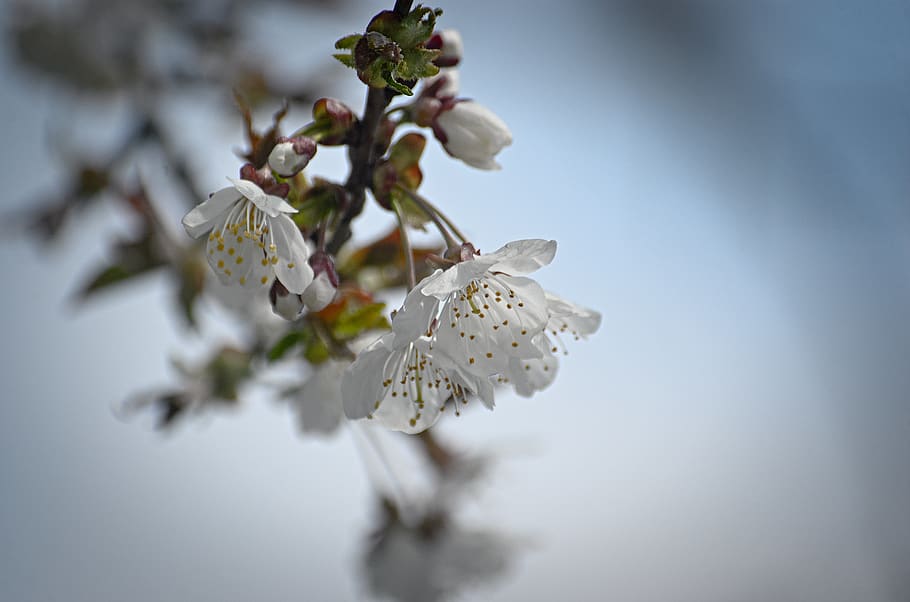flowers, macro, spring, tree, close up, bloom, romantic, gentle HD wallpaper