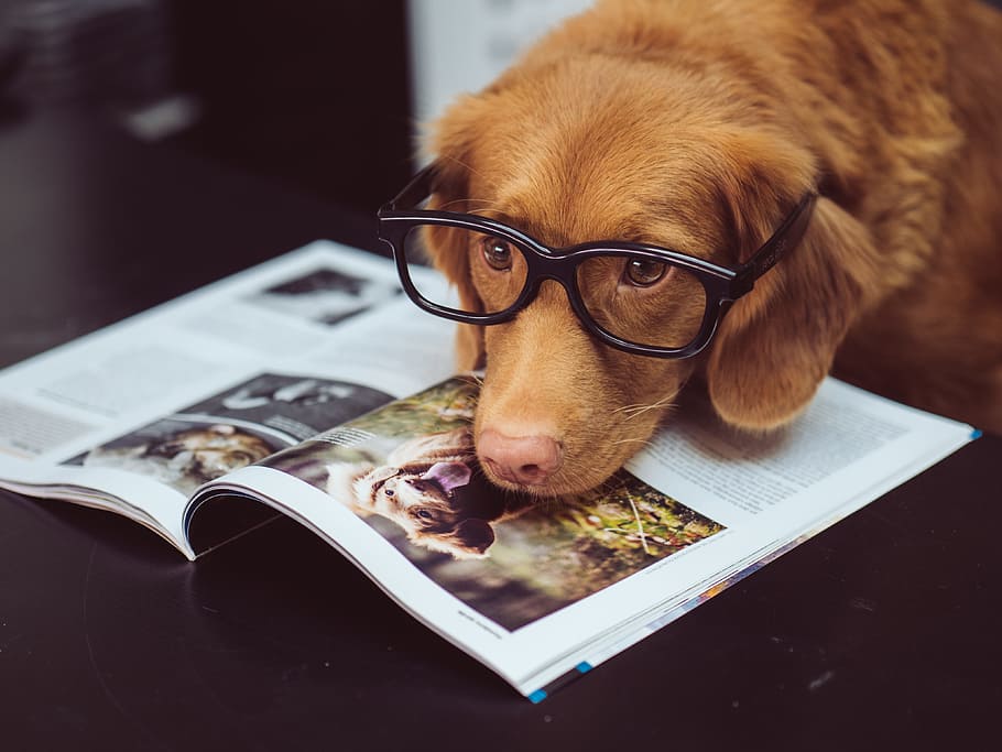 black framed eyeglasses, dog, magazine, cute, read, pet, animal, HD wallpaper