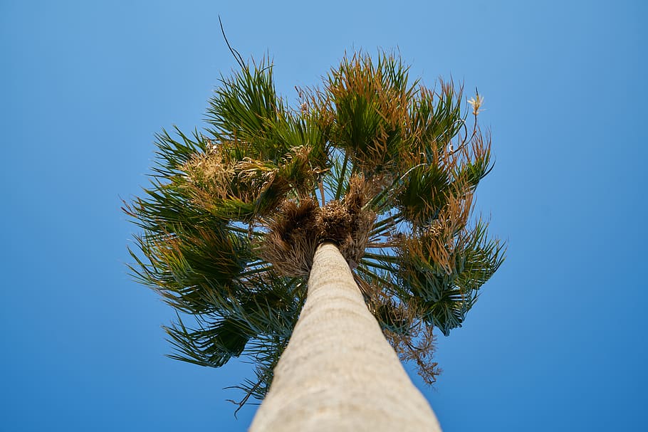 Low Angle Shot Of Tree, perspective, plant, sky, low angle view HD wallpaper