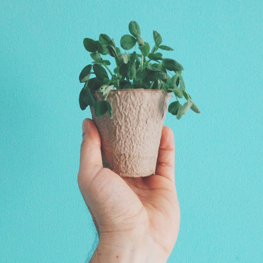 plants, hand, human hand, holding, human body part, one person HD wallpaper