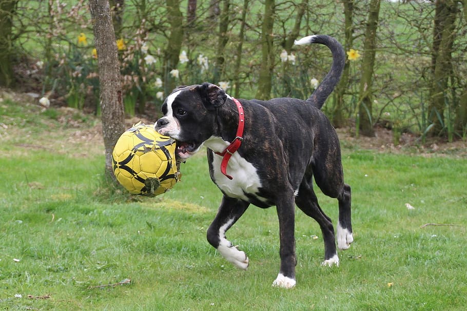 dog, boxer, ball, yellow, playing, animal, pet, loyal, friend