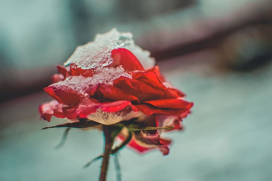 red flowers, flowering plant, fragility, vulnerability, flower head HD wallpaper