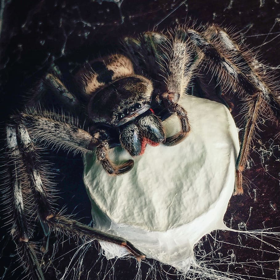 gray spider perch on a white web, animal themes, one animal, insect HD wallpaper