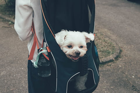 white dog in backpack, strap, animal, mammal, canine, person HD wallpaper