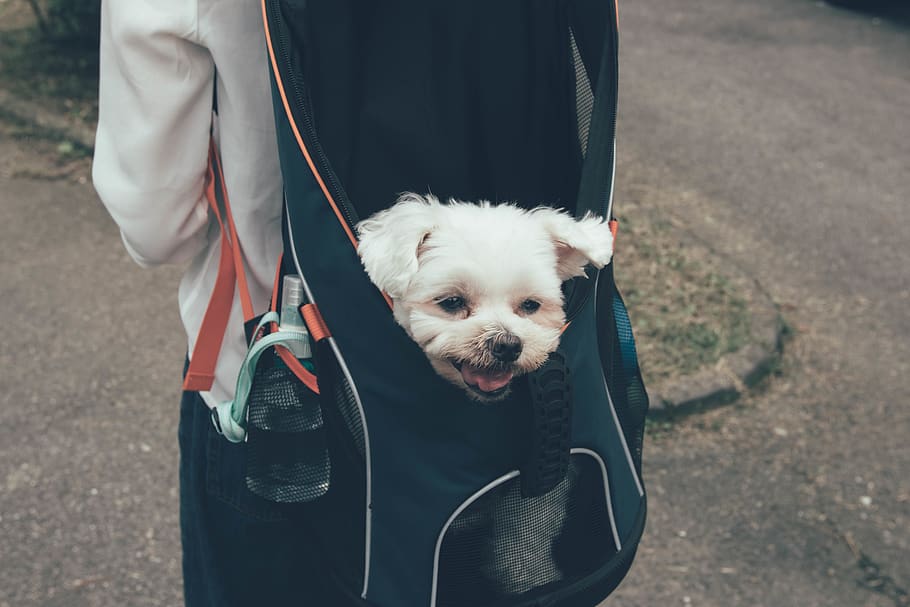 white dog in backpack, strap, animal, mammal, canine, person HD wallpaper